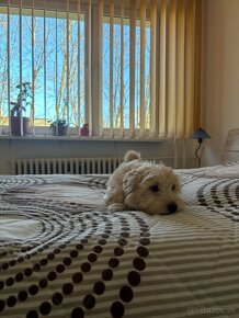 Maltipoo - 4