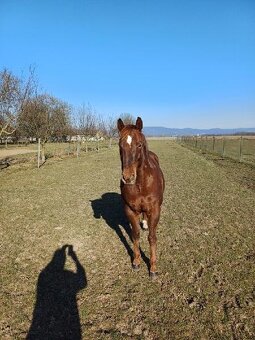 Prodám 9 letého valacha QH - 4