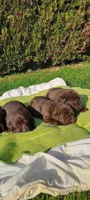 Labrador šteniatka čokoládové s rodokmeňom - 4