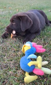 Labrador šteniatka čokoládové s rodokmeňom - 4