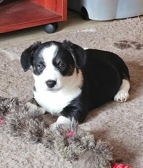 Prodám dvě fenky Welsh Corgi Cardigan, štěňata s PP - 4