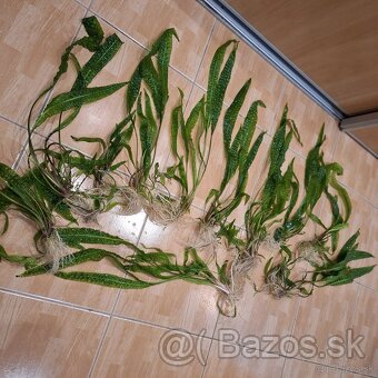 Predám krásne rastlinky do akvária Cryptocoryne balansae - 4