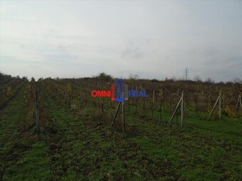 Dobre obrábaný vinohrad Vinosady na Výsady - 19,4 árov - 4