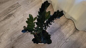 Zamioculcas Dowon (čierny) - 4