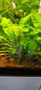 Cryptocoryne - 4