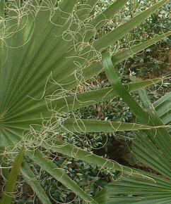 Washingtonia filifera - 4