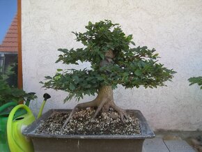 bonsai,bonsaj-hrab 1 - 4