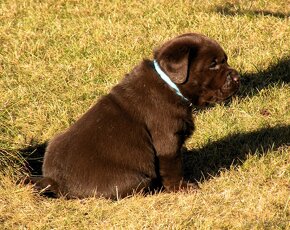 Labrador retriever čokoládové šteniatka s PP - 4