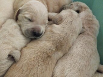 Zlatý retriever, Golden retriever - 4