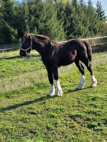 Shire horse klisna - 4