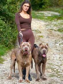 BANDOG - 4