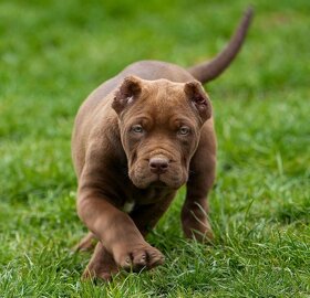 Bandog šteniatka - 4