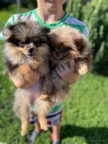 Pomeranian Teacup / mini Pomeranian - 4