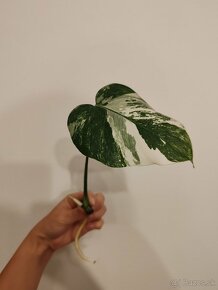 Monstera albo variegata - 4