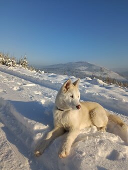 Sibírsky husky - 4