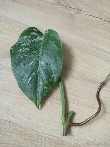 Monstera Albo Variegata - 4