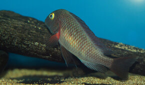 Tropheus caramba red bishop, moliro , polli , maswa , bemba - 4