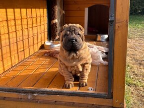 Šteniatka Sharpei, sarpej, sarpei - 4