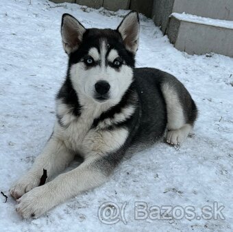 Predam šteniatka Sibírsky Husky - 4