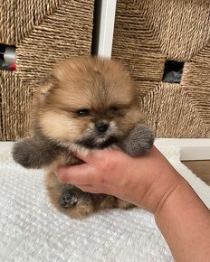 Pomeranian mini Boo - 4