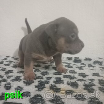 American bully - 4