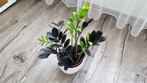 Zamioculcas Raven (čierny) - 4