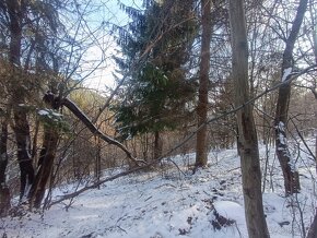 Pozemok Dunajov-Potoky na chov alebo pestovanie drevín - 4