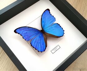 Motýľ Morpho didius v ráme - 4