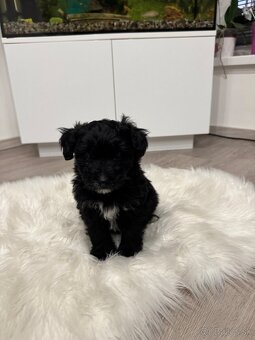 Šteniatka maltipoo a špica - 4