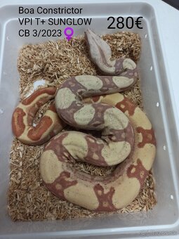 Boa Constrictor VPI T+ - 4