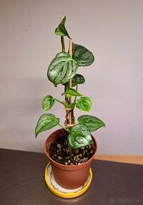 rastliny, philodendron, monstera - 4