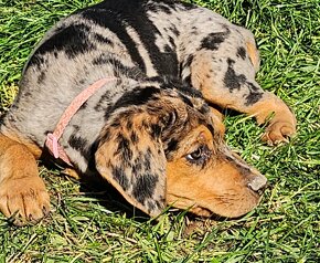 Louisiana Leopard,  Catahoula - 4