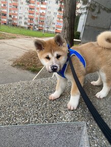 Akita Inu steniatko - 4