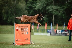 BELGICKÝ OVČIAK MALINOIS, CHS VERDONA SLOVAKIA - 4