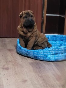 Shar-pei - 4