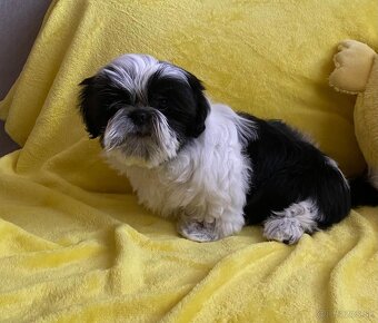 Štěňátko Shih tzu - 4