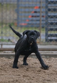 Cane corso s PP /FCI/ - 4