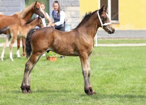 WELSH COB HŘEBEČEK na prodej - 4