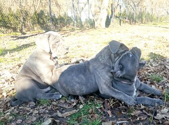 Cane corso - 4