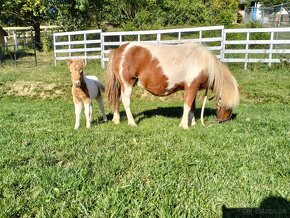 Shetland pony polovičným rodokmeňom - 4