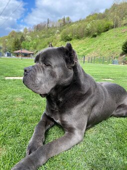 Cane corso krytie - 4