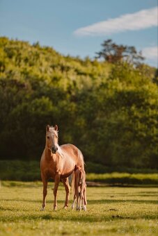 Ročný zrebcek QH reining - 4