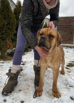 Cane Corso s PP - 4