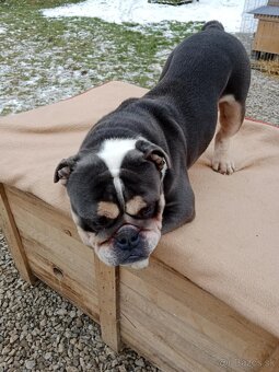 Anglický bulldog - 4