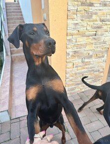 Doberman - 4