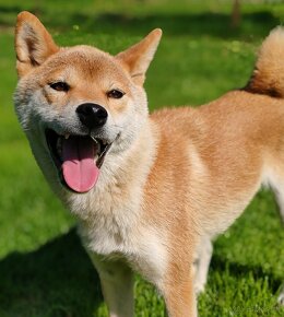 Shiba inu fenka s PP - 4