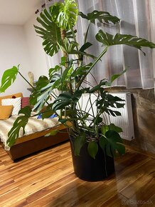 Monstera 180cm - 4