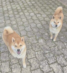 Shiba Inu - 4