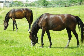 Športový pony, poník – predám 13 ročnú kobylu - 4