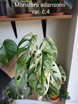 Monstera adansonii var. - 4